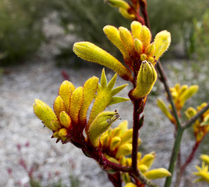 Image of Tall Kangaroo Paw