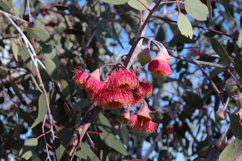 Image of Silver Princess Gum
