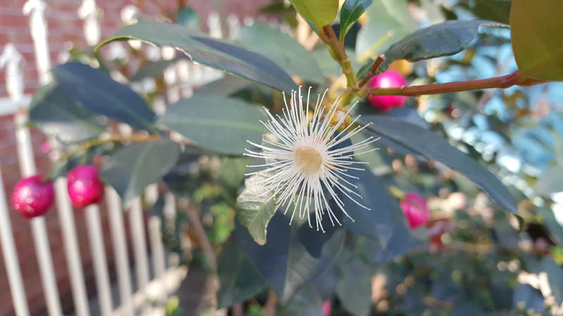 Image of Lilly Pilly